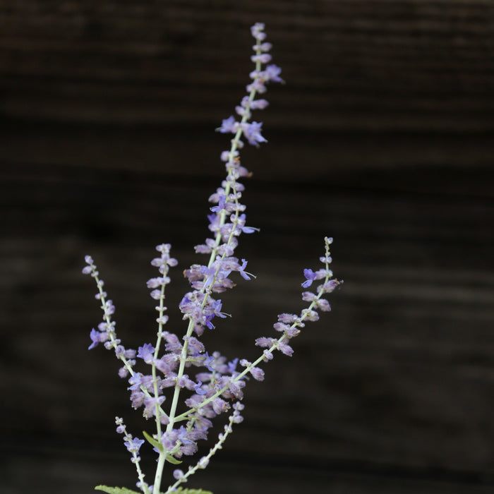 Perovskia atriplicifolia  - Russian Sage - Shipped