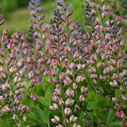 PW® Decadence® Deluxe Pink Truffles False Indigo - Shipped