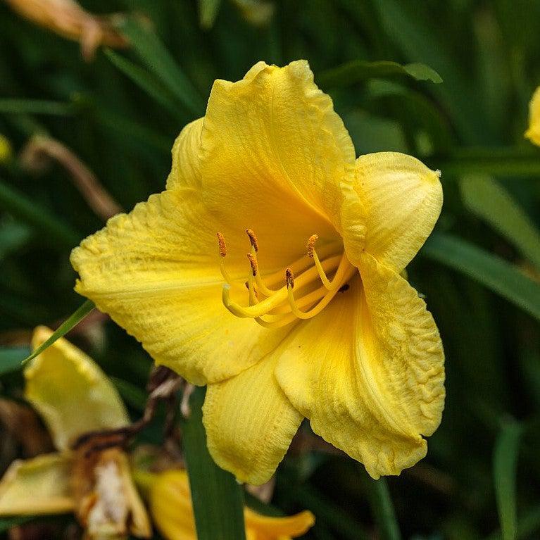 Happy Returns Daylily - Shipped