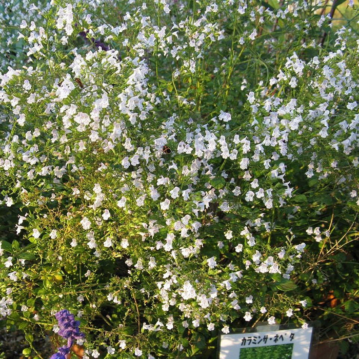 Calamintha nepeta spp. nepeta  - Lesser Calamint - Shipped