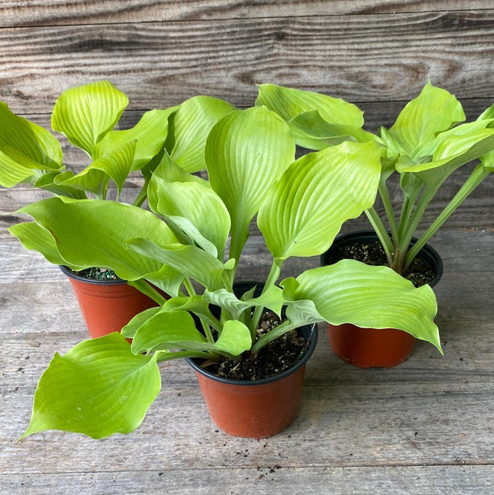 Hosta 'Sum and Substance'  - Sum and Substance Hosta - Shipped