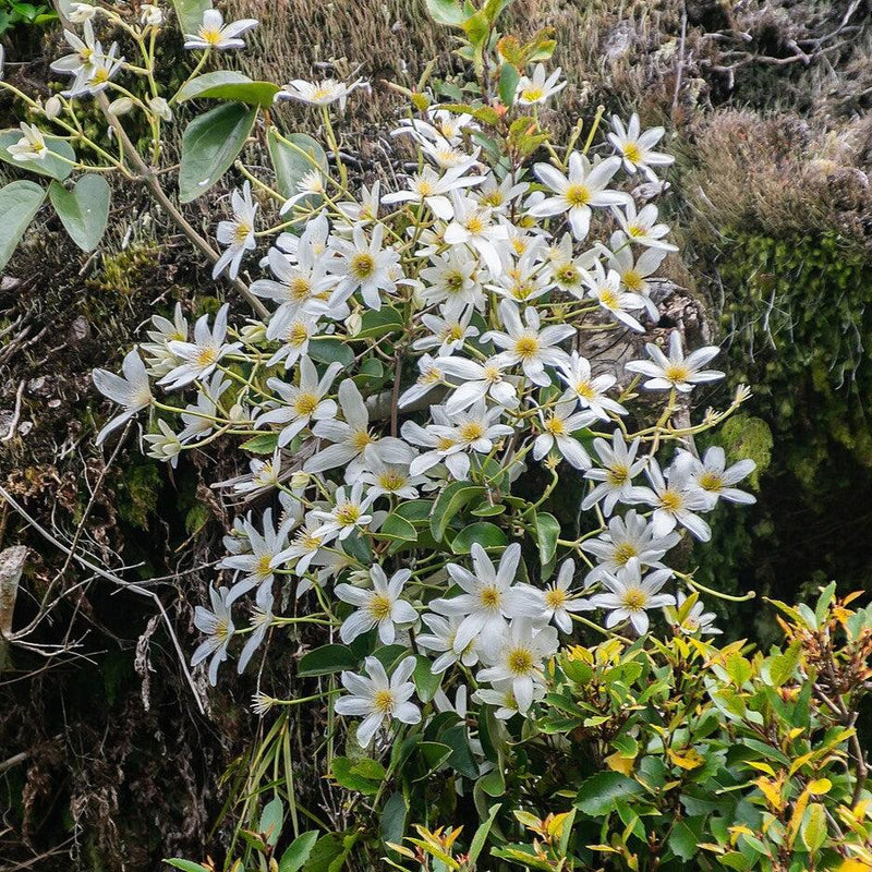 Autumn Clematis - Shipped
