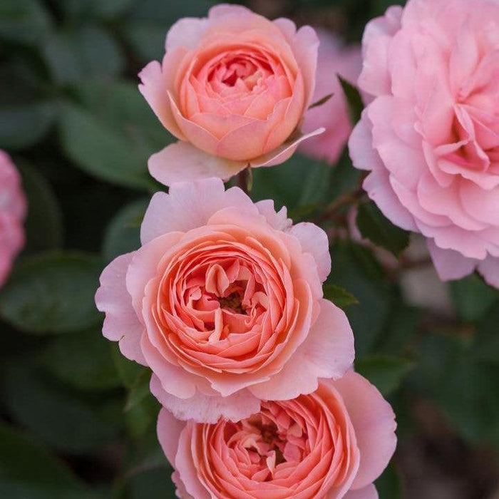 Rosa 'BAIypso'  - Easy Elegance® Calypso Rose - Shipped