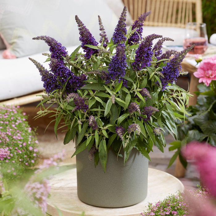 Buddleia davidii 'BotEx 001' PP34,515  - Butterfly Candy™ Li'l Grape™ Butterfly Bush - Shipped