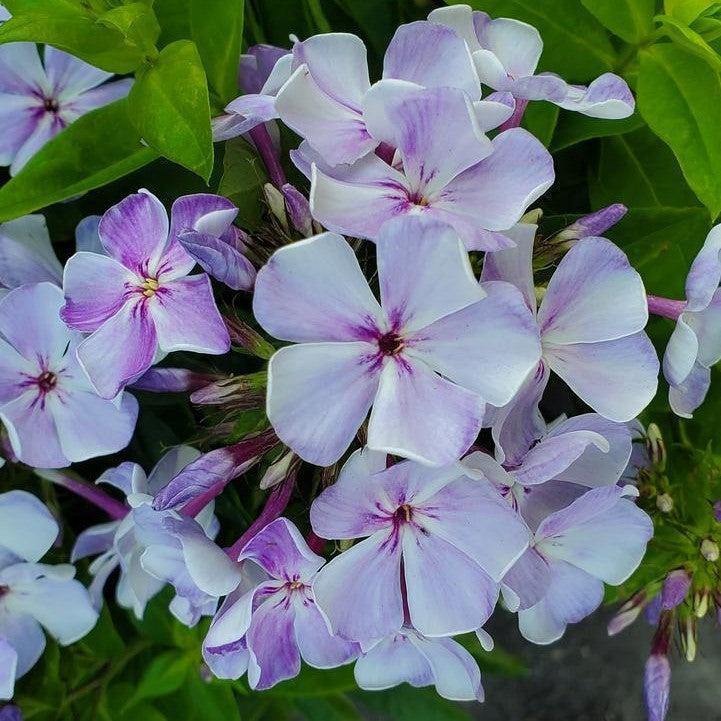 Volcano® Lilac Splash Phlox - Shipped