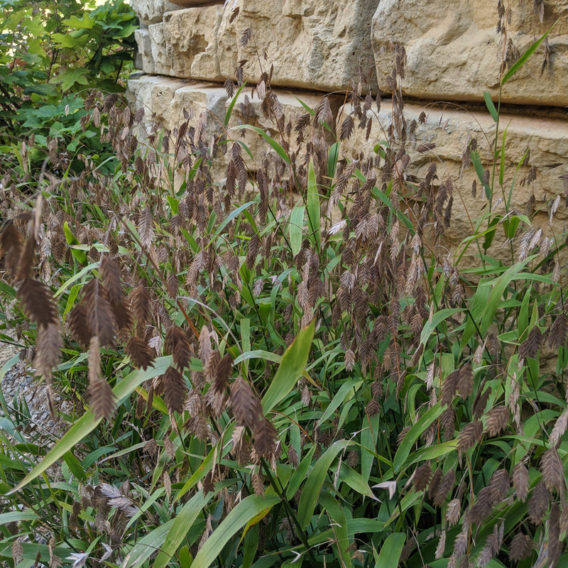 River Oats, Inland Sea Oats - Shipped