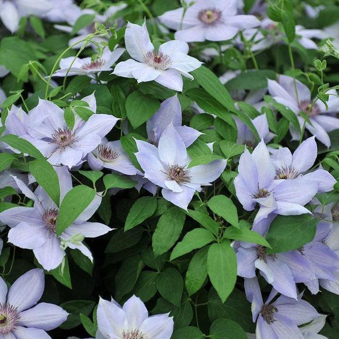 Clematis 'Evipo061'  - Boulevard® Bernadine™ Clematis - Shipped