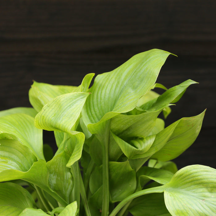 Hosta 'Guacamole'  - Guacamole Hosta - Shipped