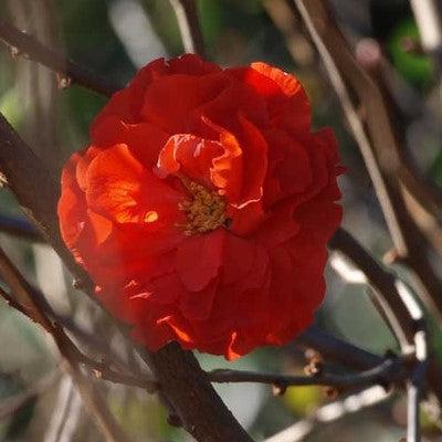 PW® Double Take™ Orange Flowering Quince - Shipped