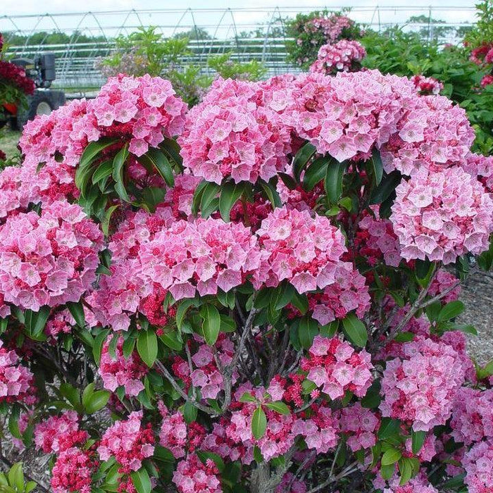 Kalmia latifolia 'Pink Globe'  - Pink Globe Mountain Laurel - Shipped