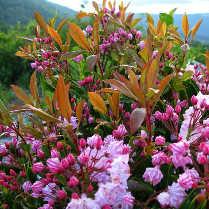 Kalmia latifolia 'Nipmuck'  - Nipmuck Mountain Laurel - Shipped