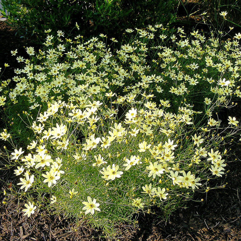 Moonbeam Threadleaf Coreopsis - Shipped
