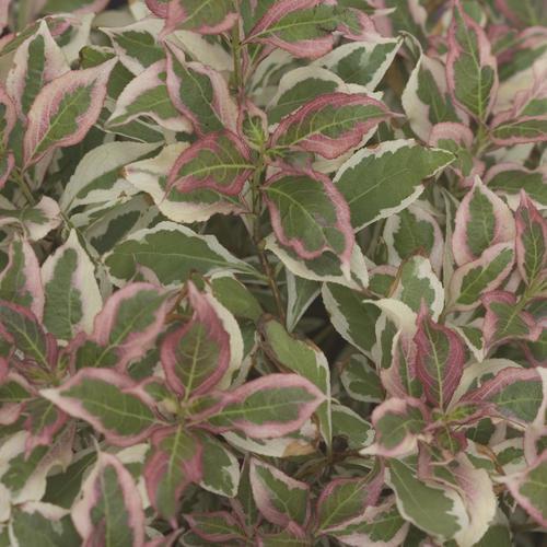My Monet® Weigela - Shipped