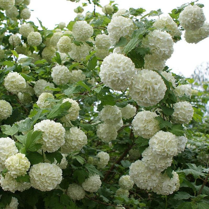 Viburnum opulus 'Roseum'  - Eastern Snowball - Shipped