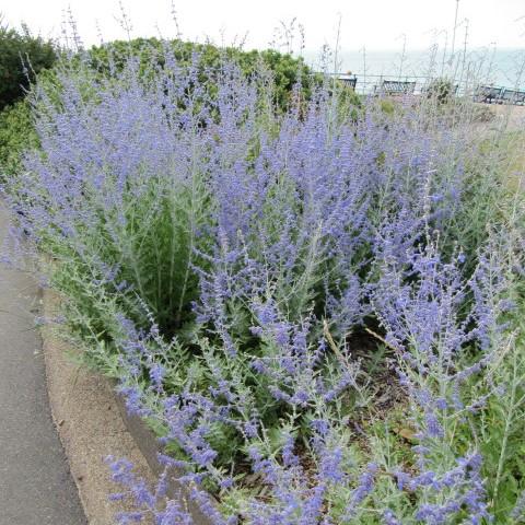 Blue Jean Baby Russian Sage - Shipped