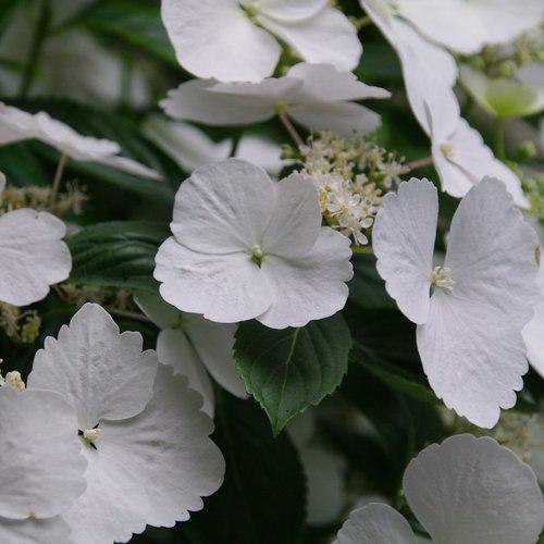 Hydrangea x ‘Fairytrail Bride'  - Fairytrail Bride® Cascade Hydrangea - Shipped