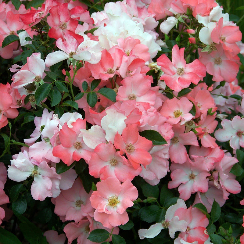 Flower Carpet® Coral Rose - Shipped