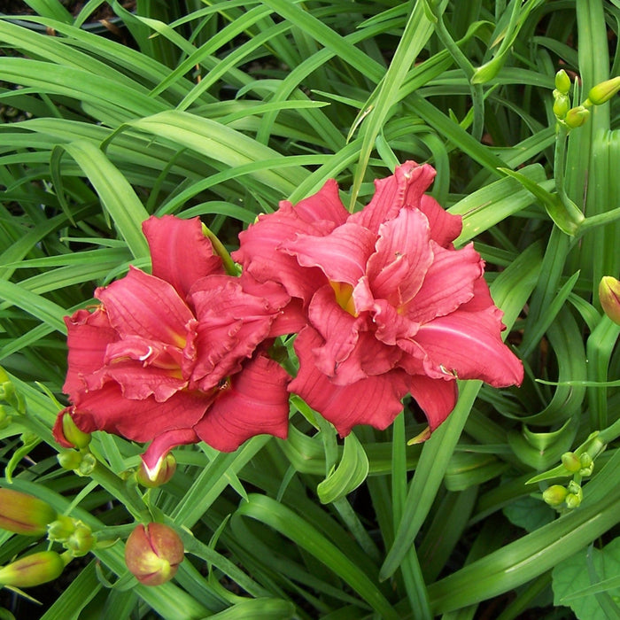 Hemerocallis 'Double Pardon Me'  - Double Pardon Me Daylily - Shipped