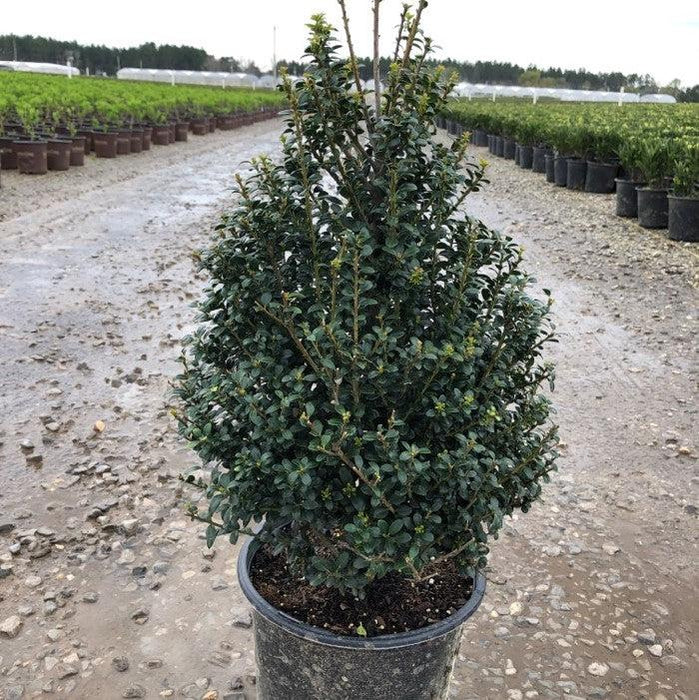 Ilex crenata 'Steeds'  - Steeds Upright Japanese Holly - Shipped