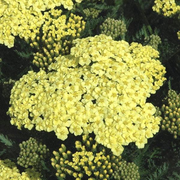 Sunny Seduction Yarrow - Shipped
