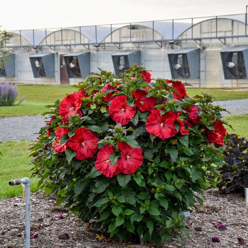 Hibiscus 'Valentine Crush'  - Summerific® Valentine Crush Hibiscus - Shipped