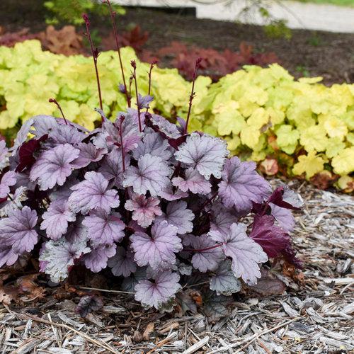 Heuchera 'Silver Gumdrop' PP29207  - Dolce® Silver Gumdrop Heuchera - Shipped