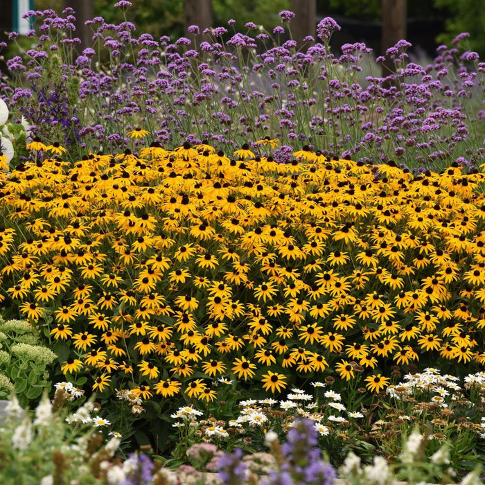 Rudbeckia fulgida var. sullivantii 'Gold Blitz'  - Gold Blitz Black-Eyed Susan - Shipped