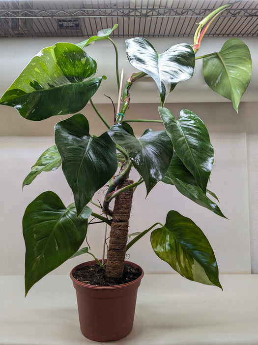 philodendron erubescens white princess Wekiva Foliage Enchanting White Princess Philodendron-Live Starter Plant in a 4 in. Pot-Philodendron Erubescens White Princess