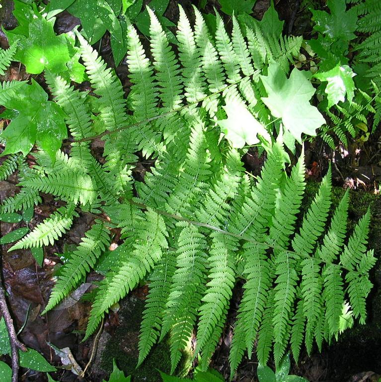 Lady Fern - Shipped