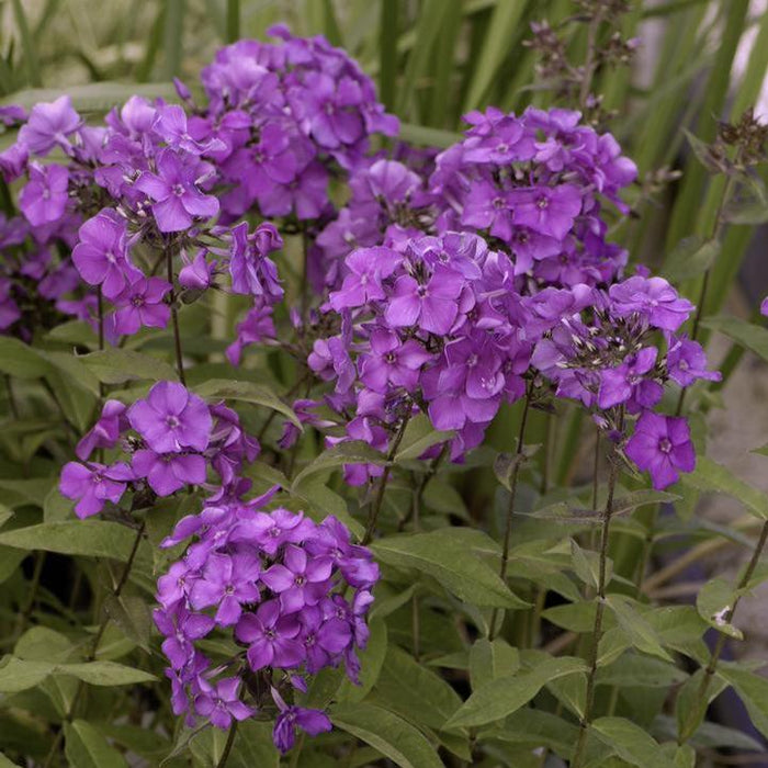 Phlox paniculata 'Blue Paradise'  - Blue Paradise Phlox - Shipped