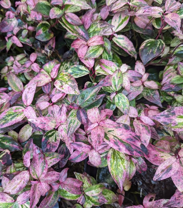 LEUCOTHOE FONTANESIANA `PAISLEY PUP` - IN STORE PICKUP