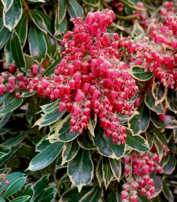 ANDROMEDA (PIERIS JAPONICA) `PASSION PARTY™ PASSION FROST` - In Store Pickup