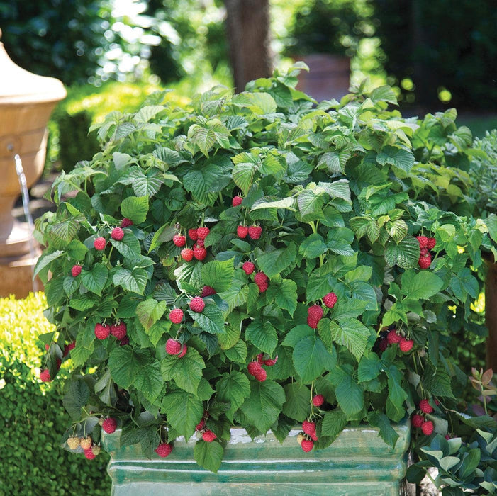 Rubus idaeus 'NR7'  - Shortcake® Raspberry - Shipped