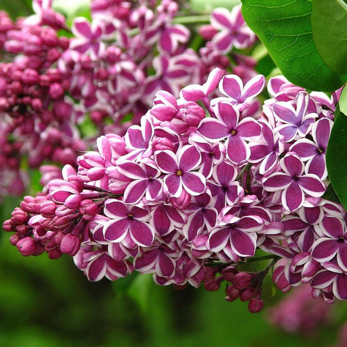 Syringa vulgaris 'Sensation'  - Sensation Lilac - Shipped