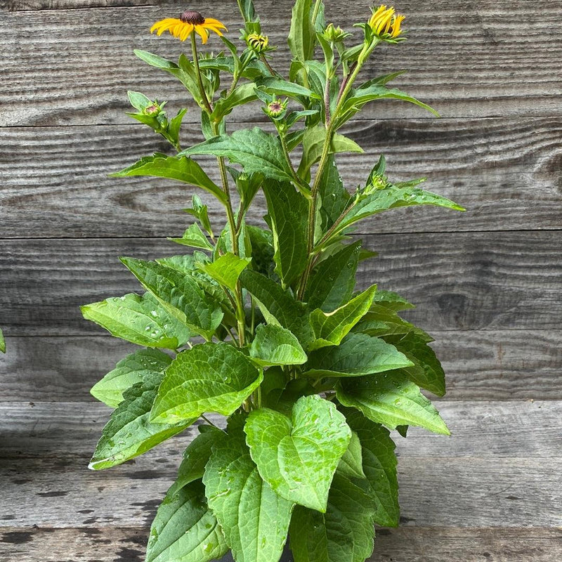 Black-Eyed Susan - Shipped