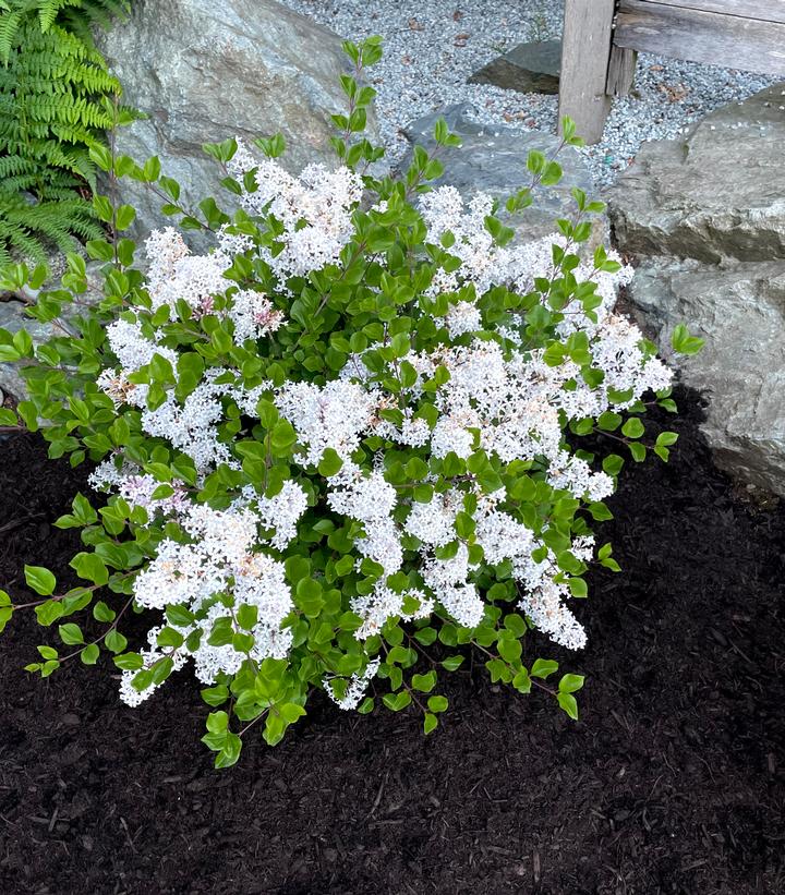 LILAC (SYRINGA MEYERI) 'PEARL POTION™' - In Store Pickup