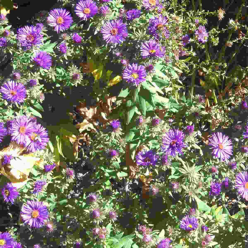 Grape Crush New England Aster - Shipped