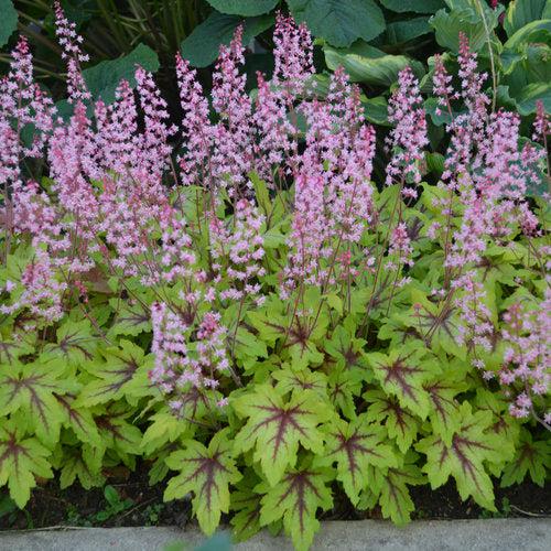 x Heucherella ‘Eye Spy’  - Fun and Games® Eye Spy Foamy Bells - Shipped