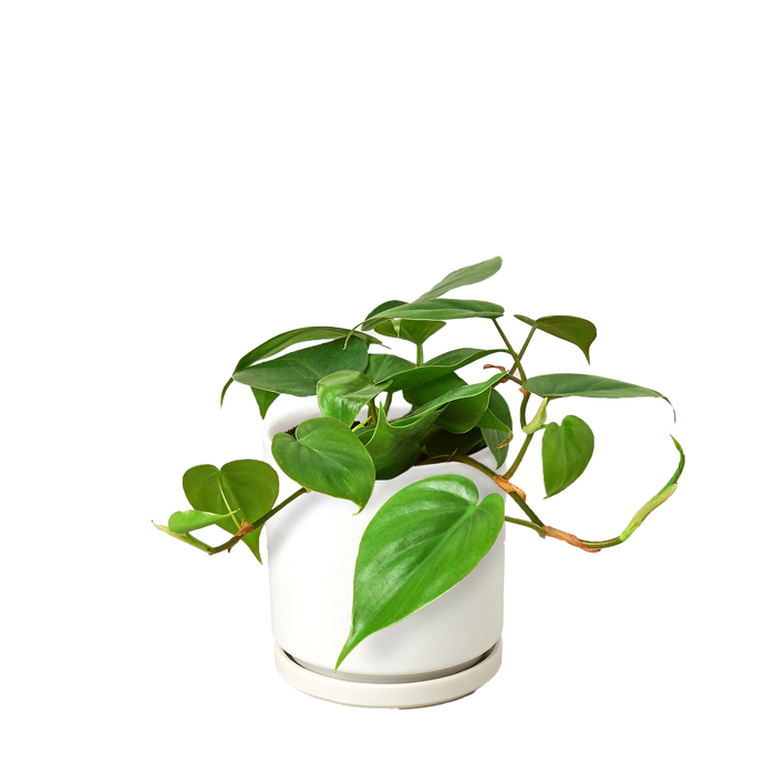 philodendron cordatum vs brasil Philodendron Cordatum Heartleaf — The Gardeners' Choice