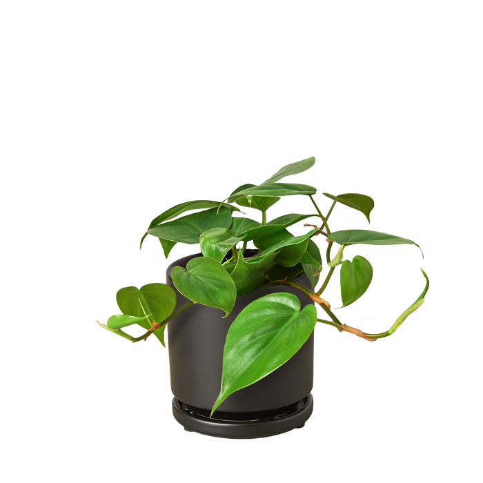 Philodendron Cordatum Heartleaf
