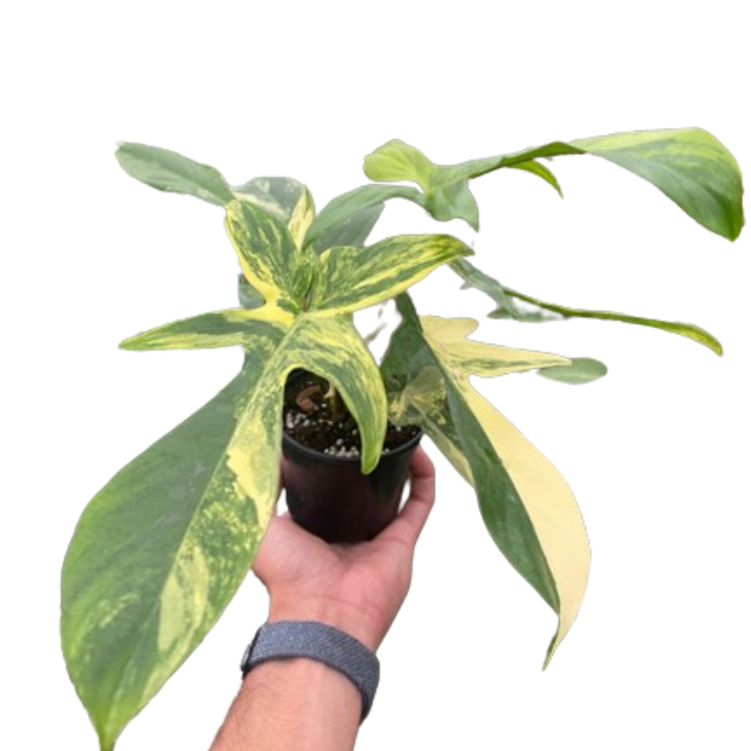 Philodendron Florida Beauty Variegated — The Gardeners' Choice