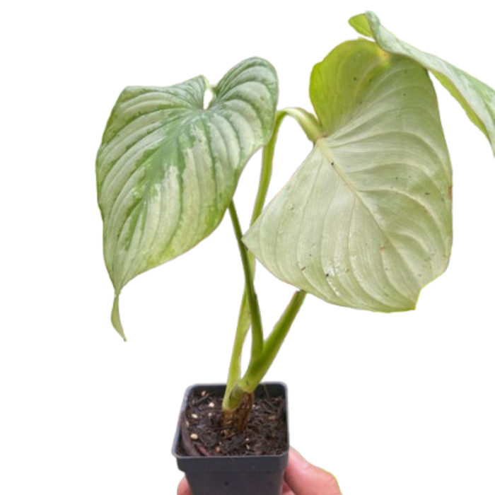 Philodendron 'Mamei'