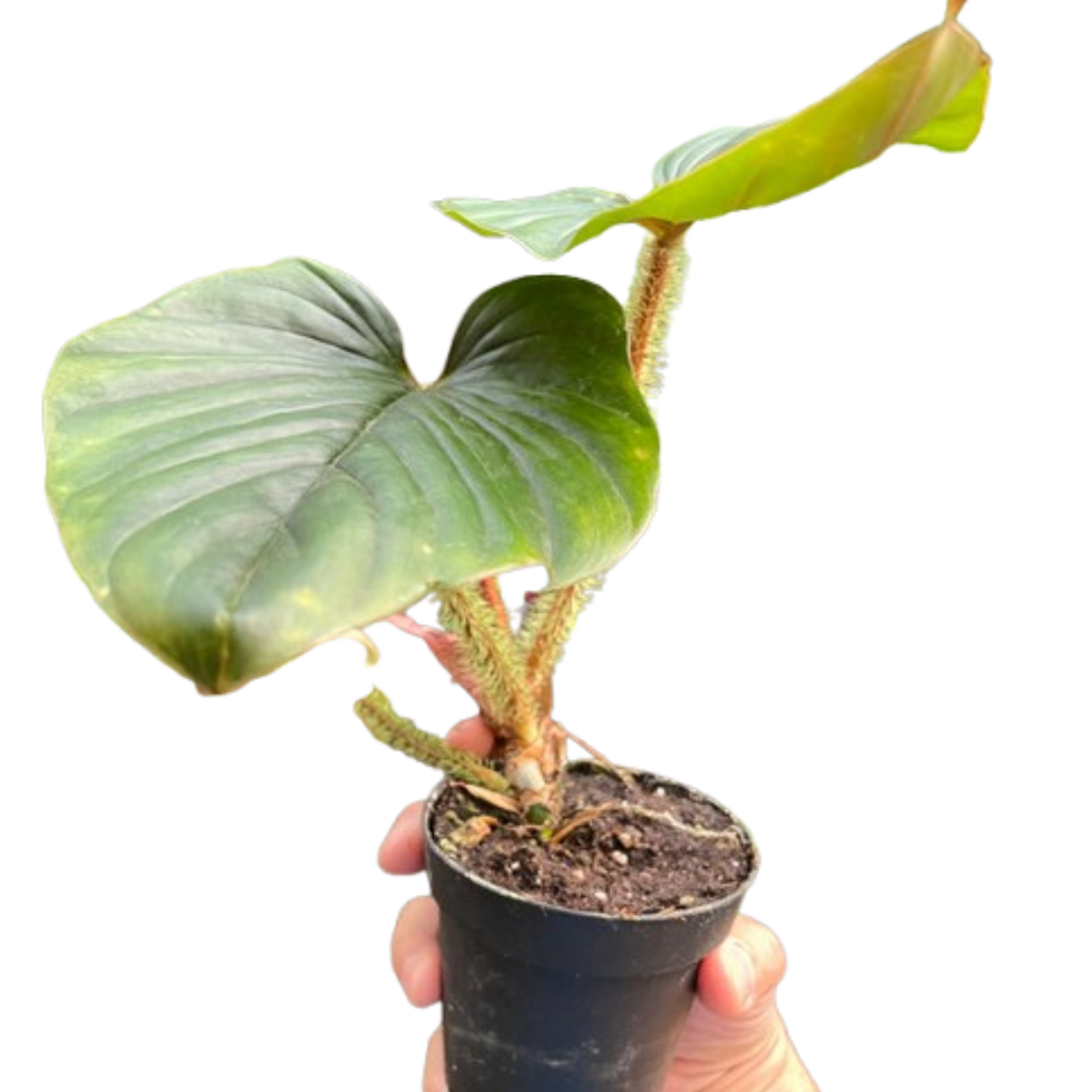 Philodendron 'Serpens' — The Gardeners' Choice