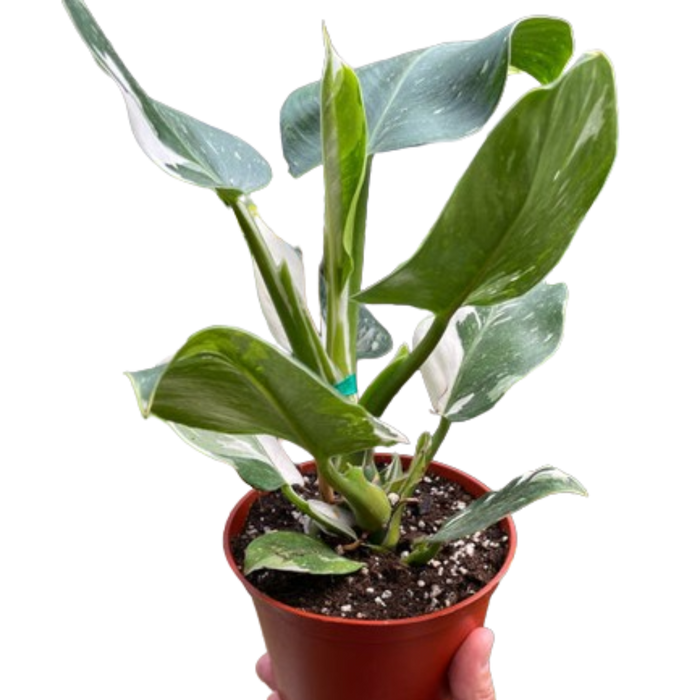 Philodendron 'White Wizard'