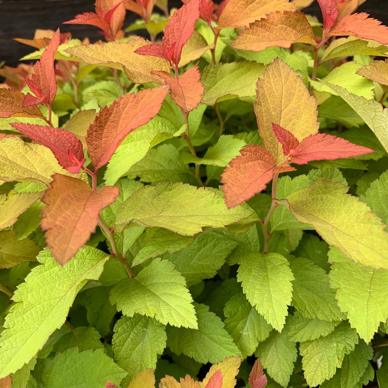 Double Play® Candy Corn® Spirea - Shipped