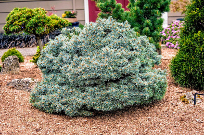 BLUE COLORADO SPRUCE (PICEA PUNGENS) `BLUE PEARL` - In Store Pickup