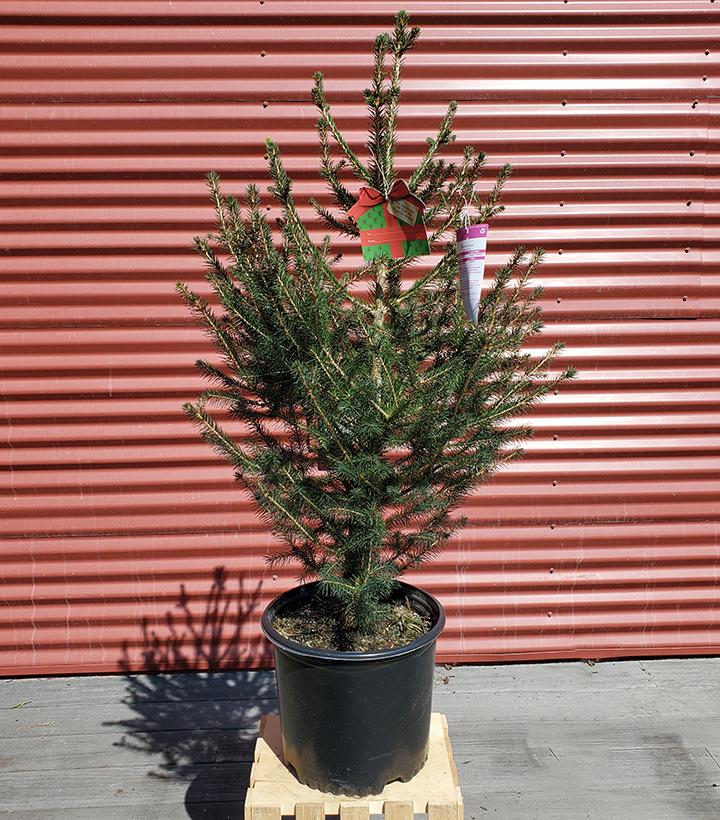 Picea abies - Shipped