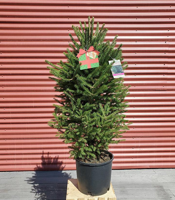 Picea glauca 'North Pole'