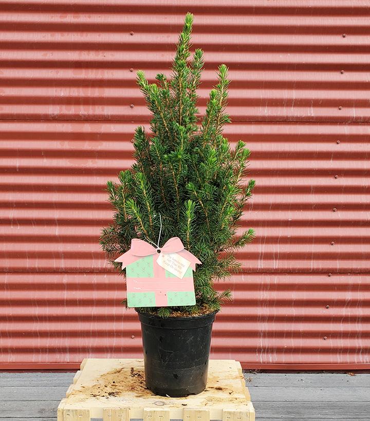 Picea glauca 'Conica' - Shipped