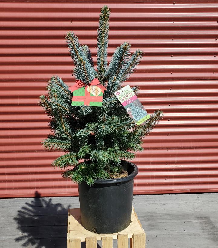 Picea pungens 'Baby Blue' - Shipped